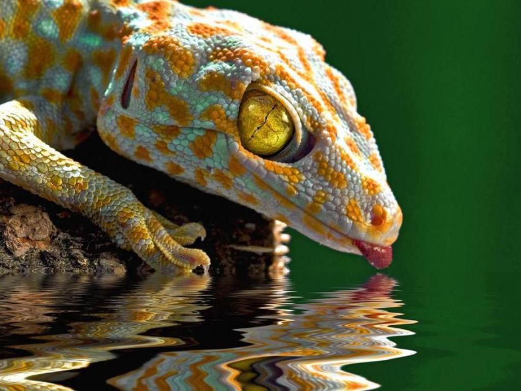 Gecko Drink Photography Wallpapers 2K Wallpapers