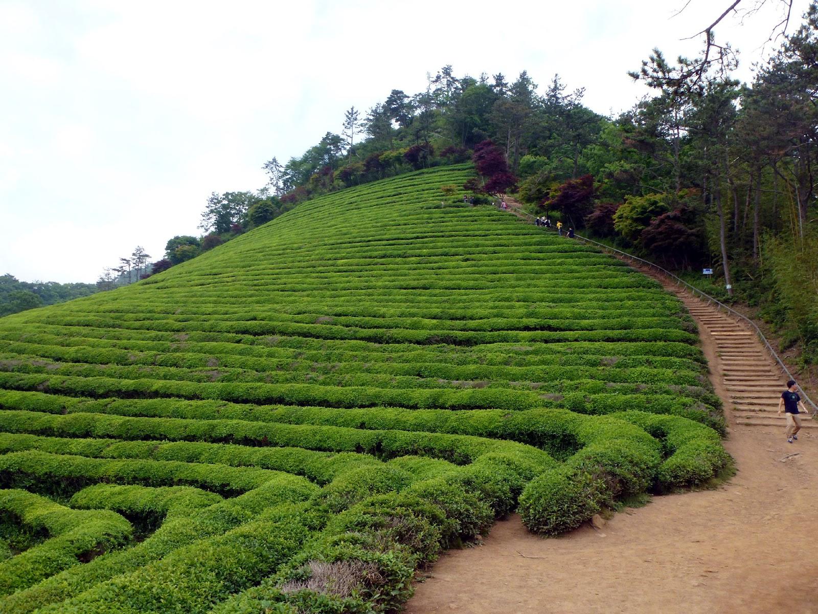 Destination Exploration The Green Tea Fields of Boseong