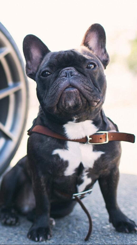 Awesome French Bulldogs Wallpapers in 2K Quality