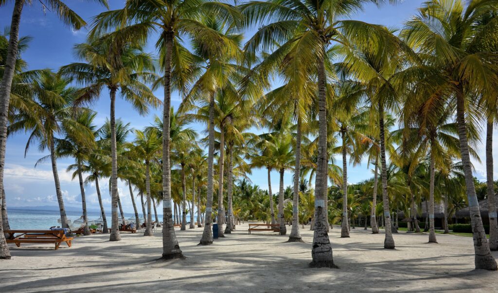 Coconut tree lined beach free Wallpaper