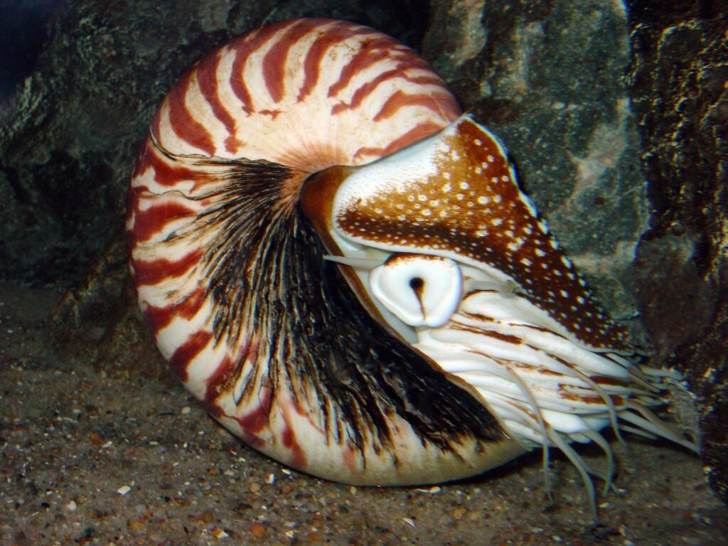 Nautiloid