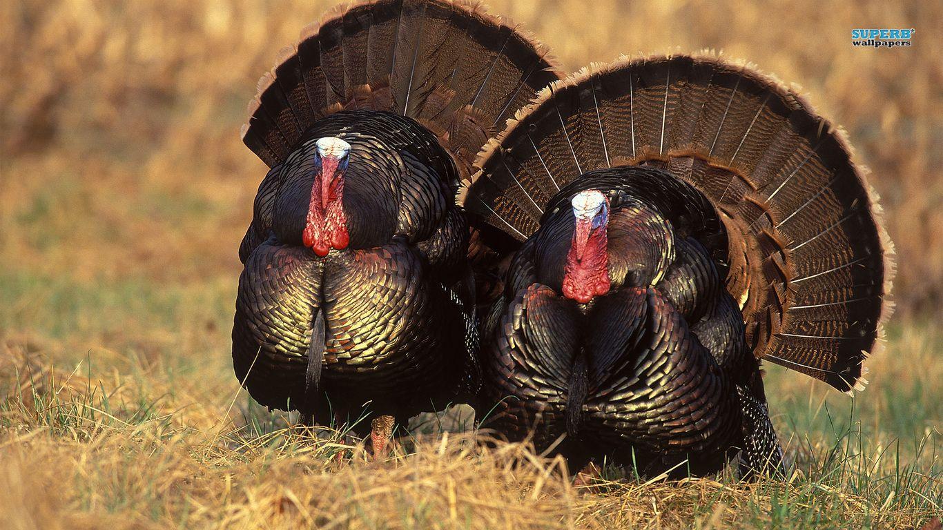 Turkey Hunting Wallpapers