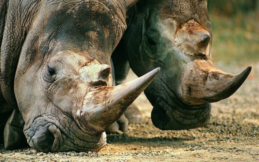 Rhinoceros wallpapers