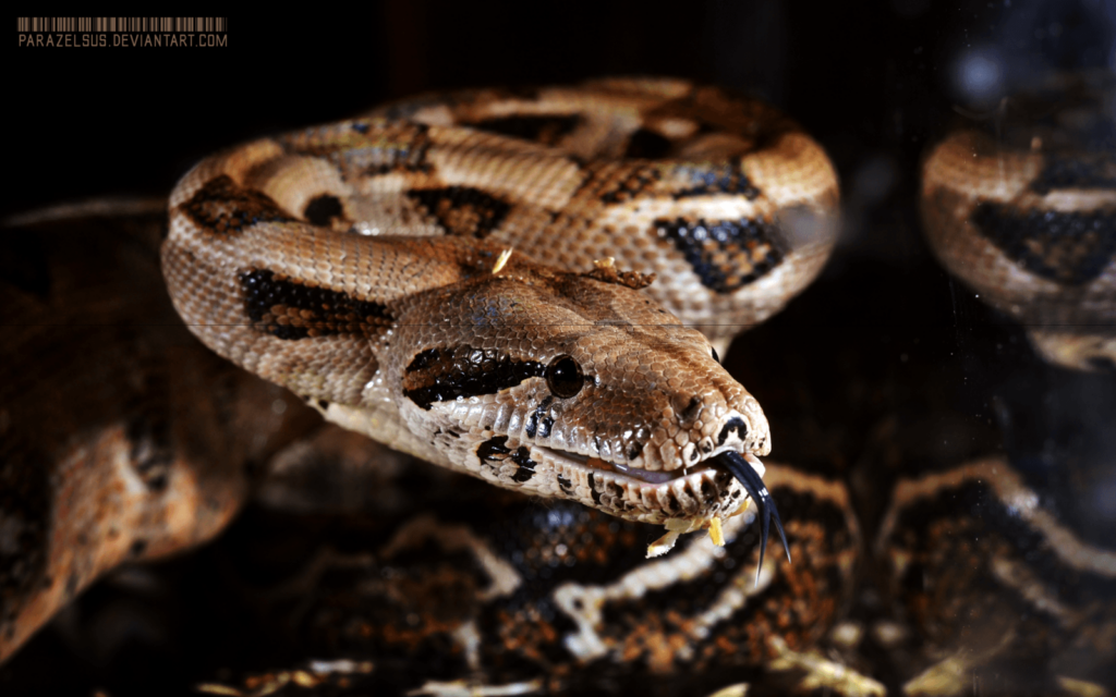Boa Constrictor Imperator sp Firebelly by Parazelsus