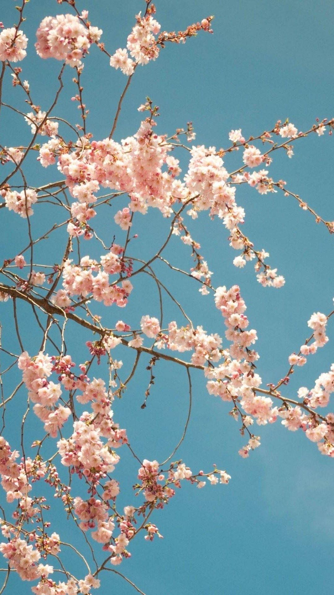 Cherry Blossom iPhone 2K Wallpapers