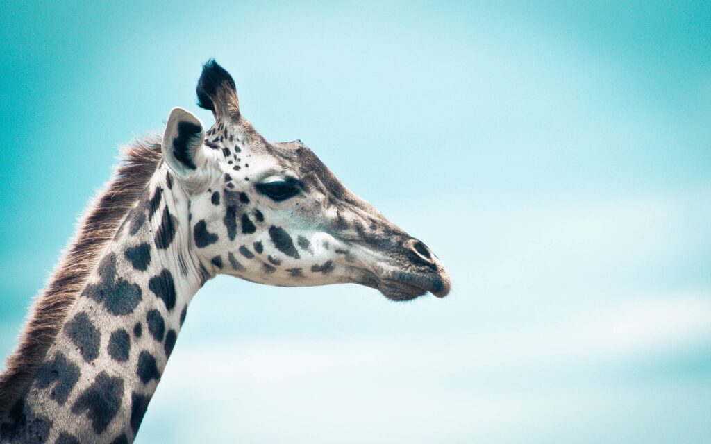 Giraffe Wallpapers