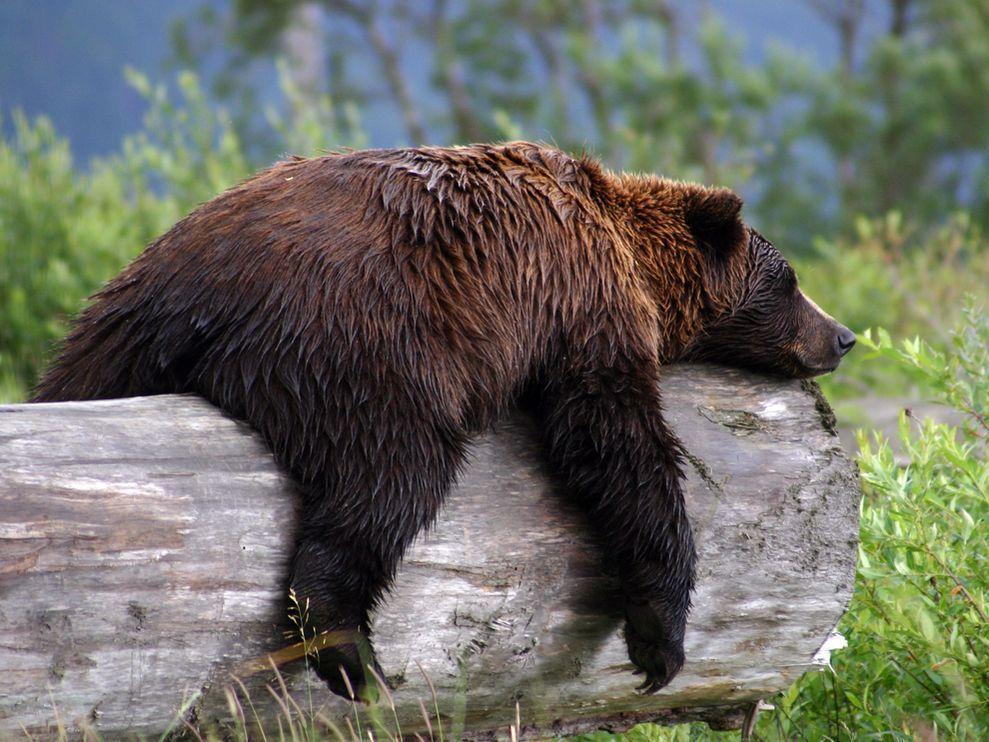 Grizzly Bear Photo, Animal Wallpapers – National Geographic Photo
