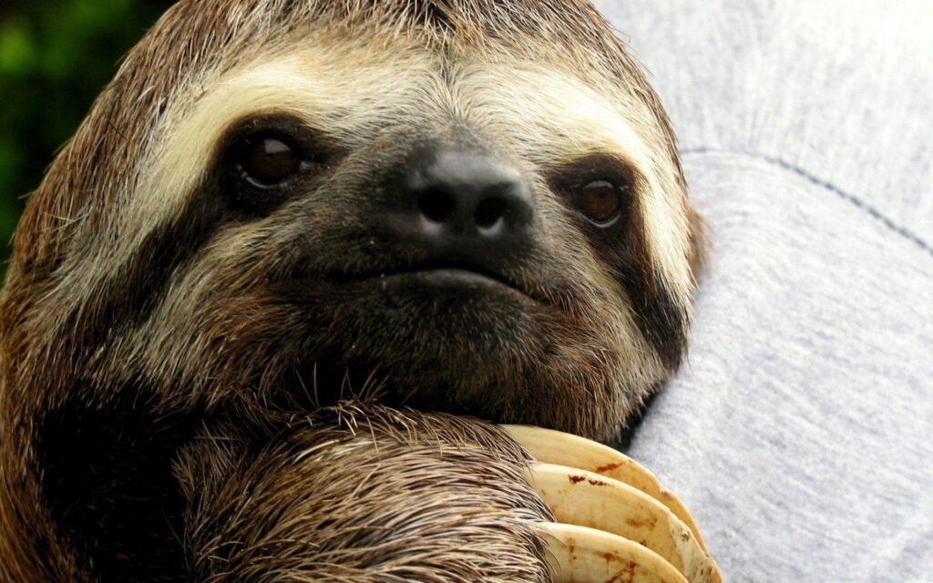 Wallpaper For – Sloth Wallpapers