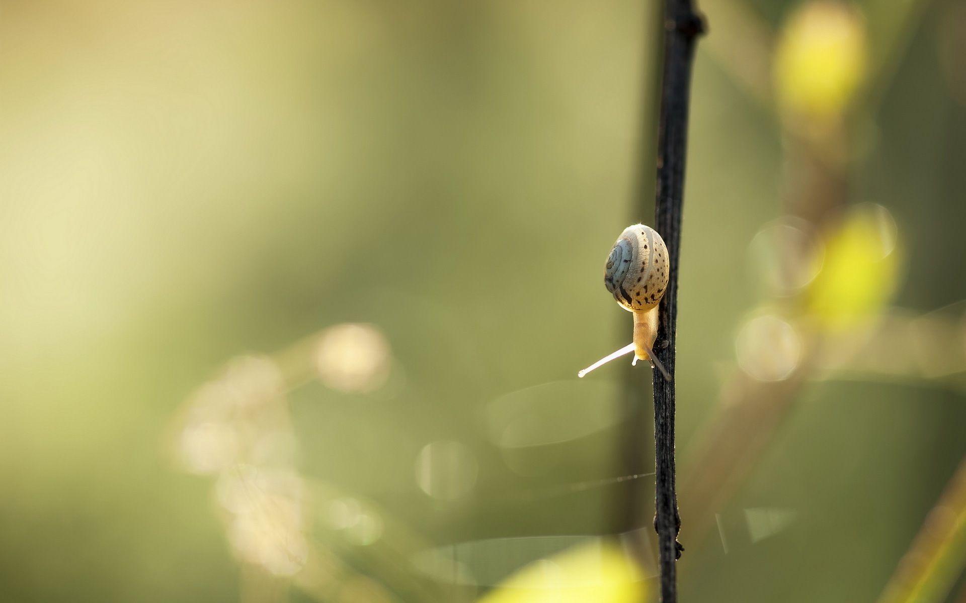 Gallery For Snail Wallpapers, Snail Wallpapers, 4K HQ Snail