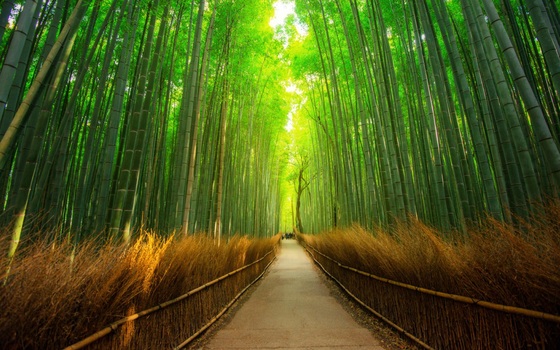The Arashiyama Bamboo Grove of Kyoto in Japan
