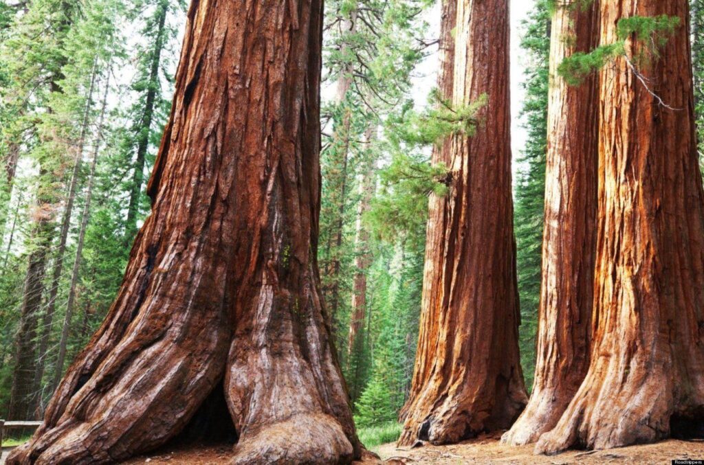 Best 2K Sequoia National Park Wallpapers