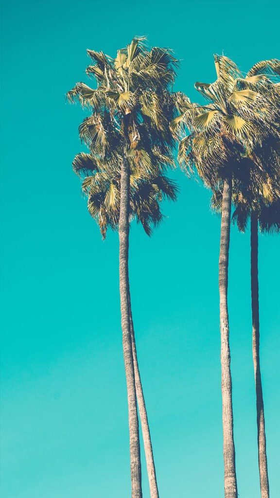 Let’s go Coconuts! Enjoy Tropical iPhone Wallpapers!