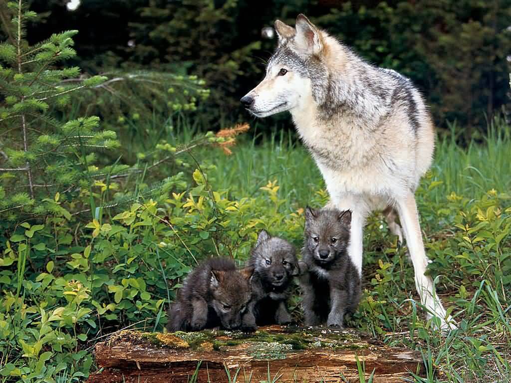Isle Royale Wolves Cautionary Tale For Beleagered Northern Rockies