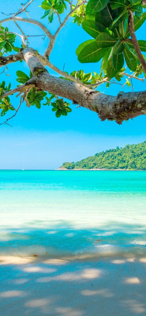Beautiful sea, beach, tree, tropical iPhone XS Max