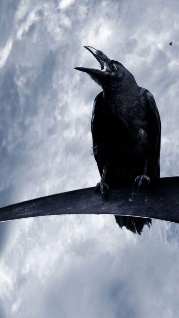 Crow wallpapers