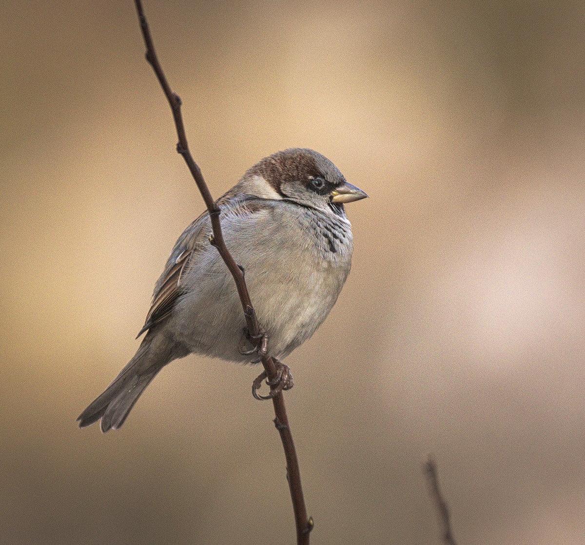 Closeup photo of House Sparrow 2K wallpapers