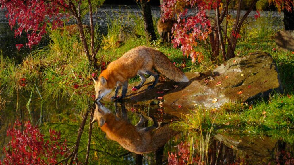 Wallpapers For – Red Fox Wallpapers National Geographic