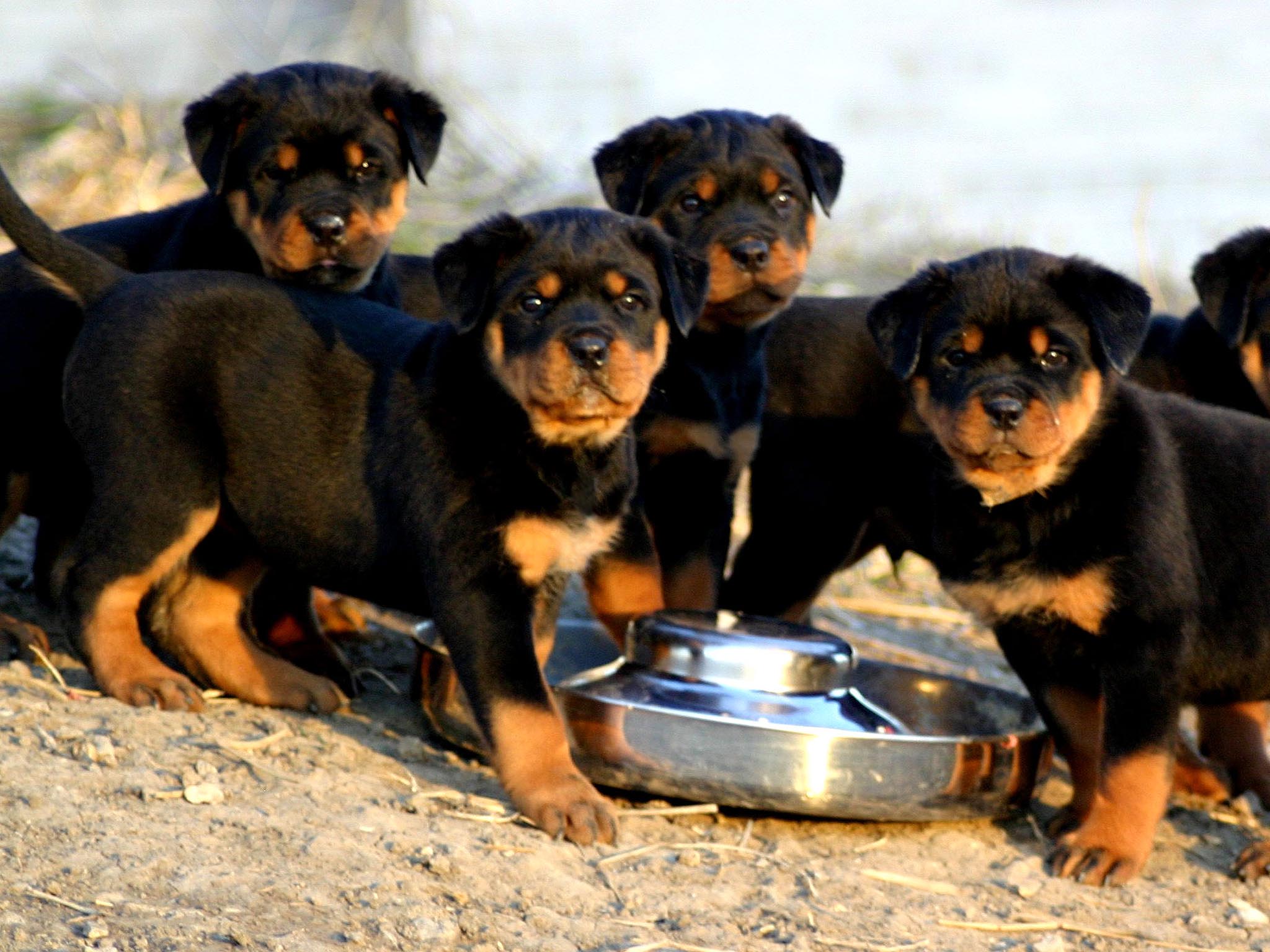 Cute rottweiler puppies eating wallpapers