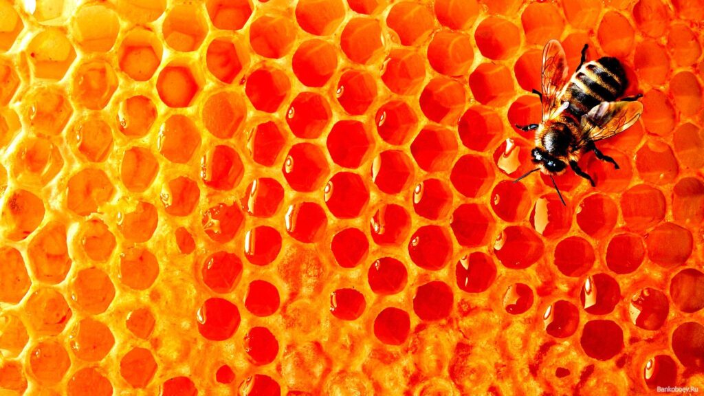 Best Honey Wallpapers in High Quality, Honey Backgrounds