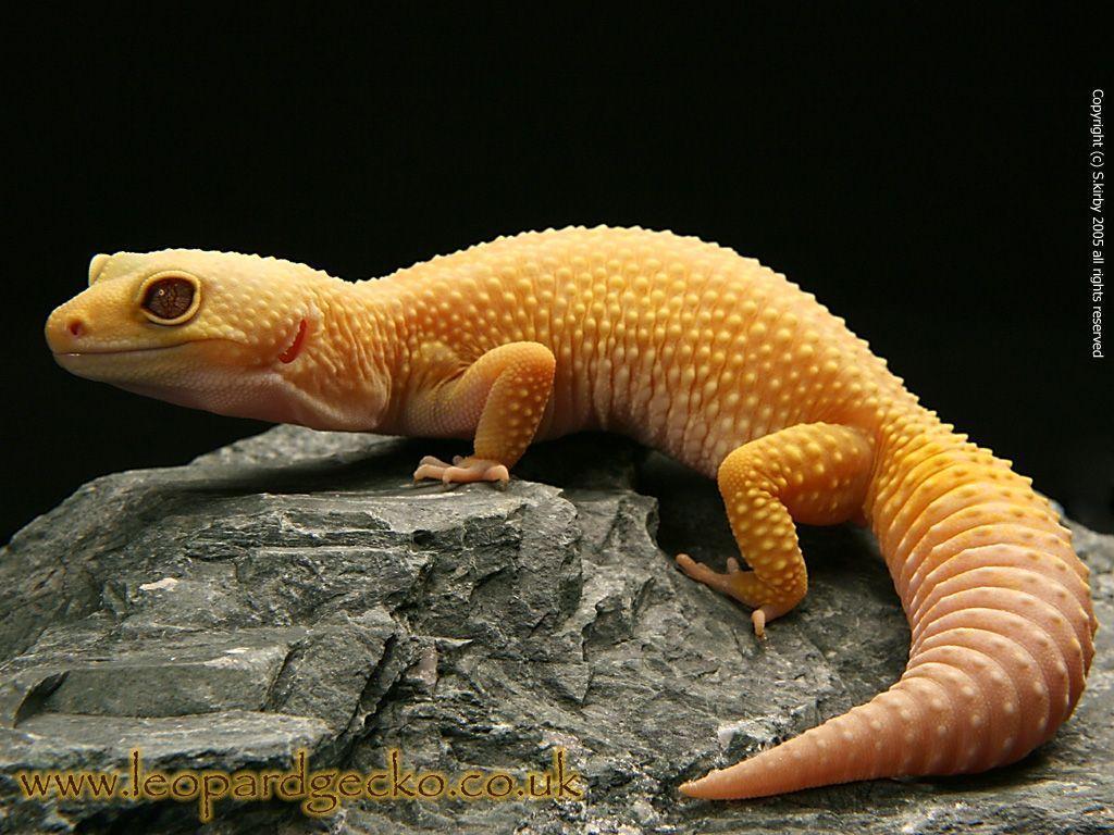 Leopard Gecko Wallpapers