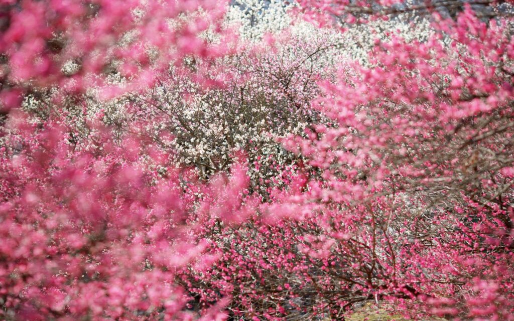 Desk 4K Sakura Cherry Blossom Wallpapers