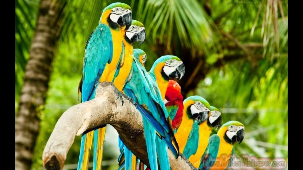 Parrot Wallpapers Free Download Colorful Birds 2K Desktop