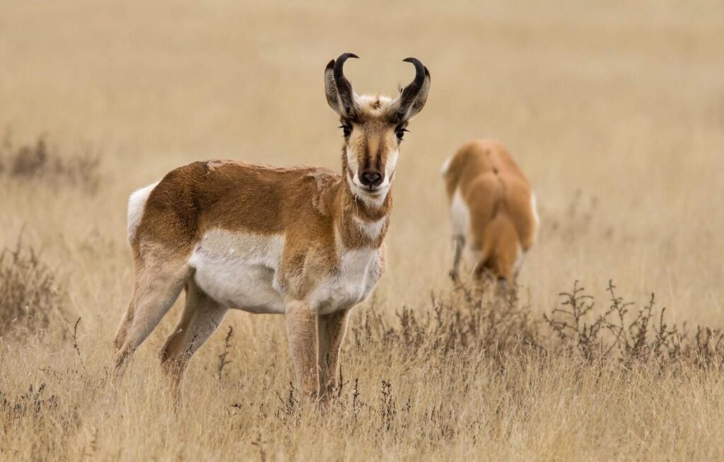 Wallpapers grass, nature, horns, antelope, pronghorn Wallpaper