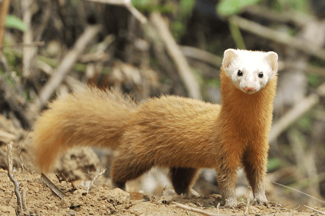 Weasel Animal Facts & 2K Wallpaper Wallpapers Download