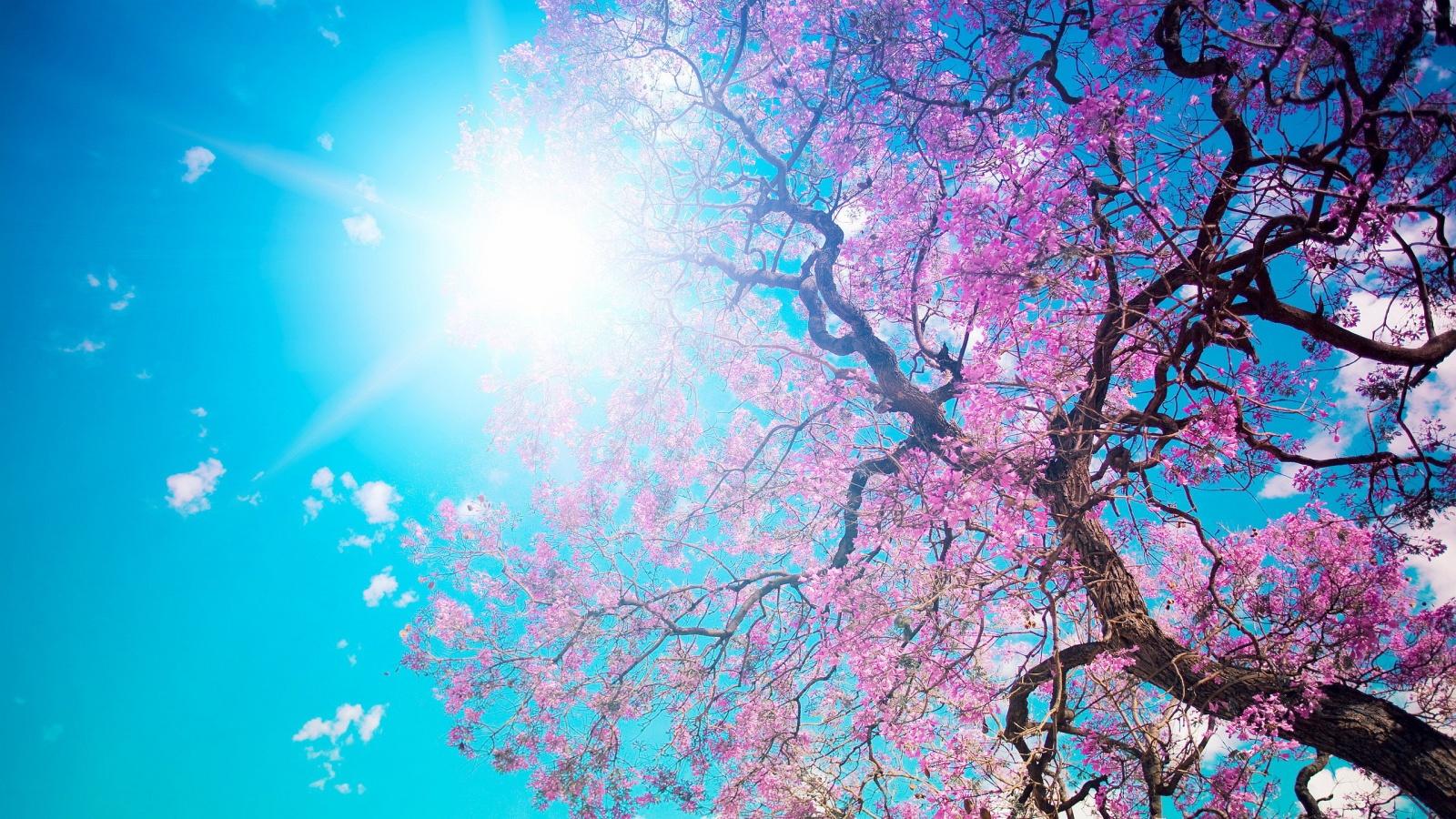Spring Blossom Sunshine Wallpapers In