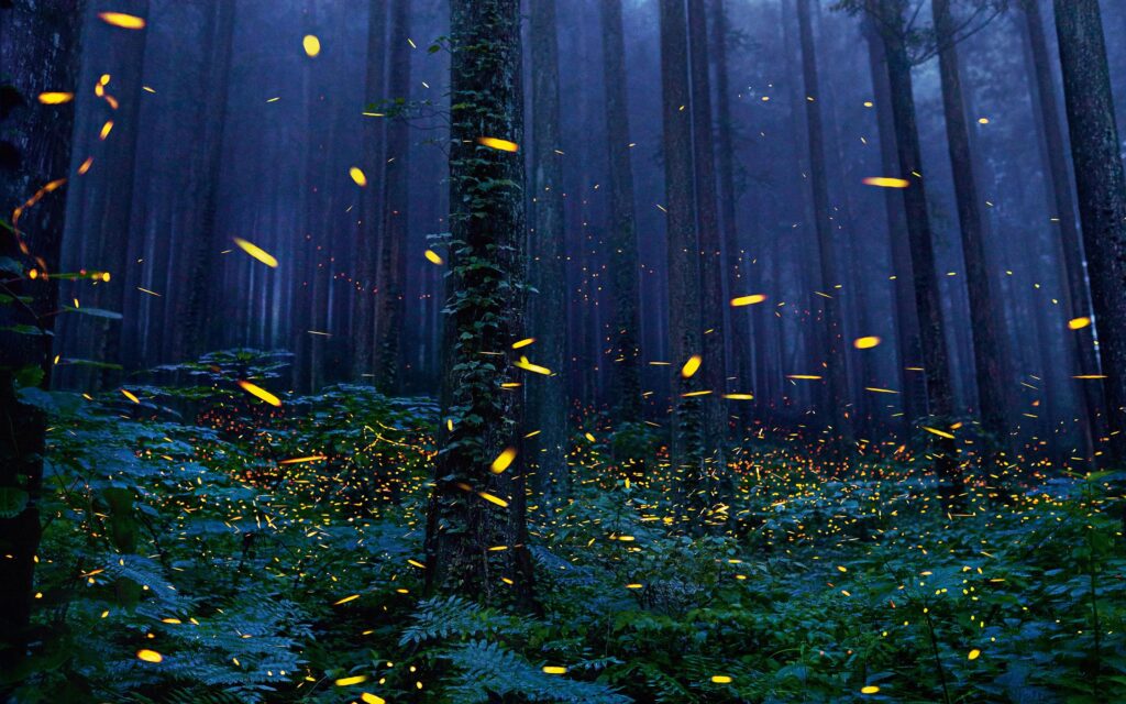 Download Forest, Fireflies, Trees, Night