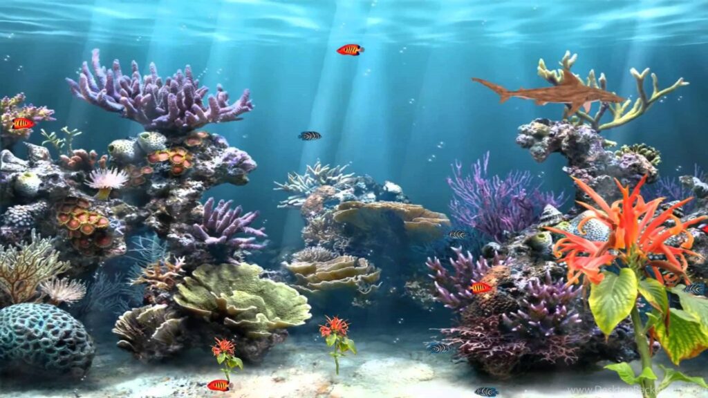 Aquarium Wallpapers – 2K Wallpaper, Wallpapers Pics The Best