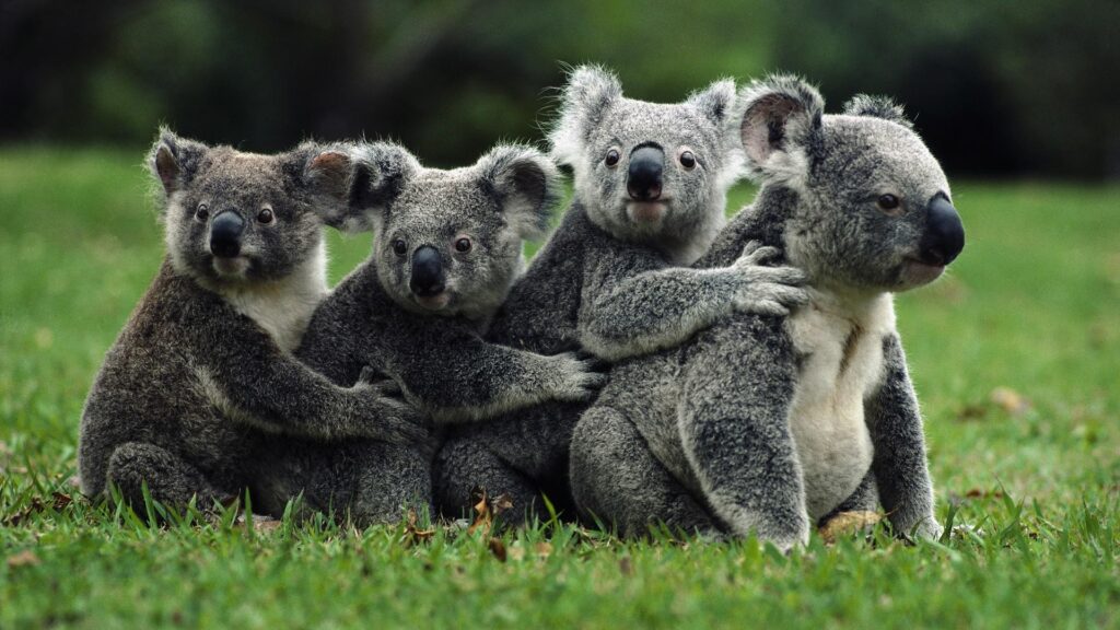 Nature, Koalas, Animals Wallpapers 2K | Desk 4K and Mobile