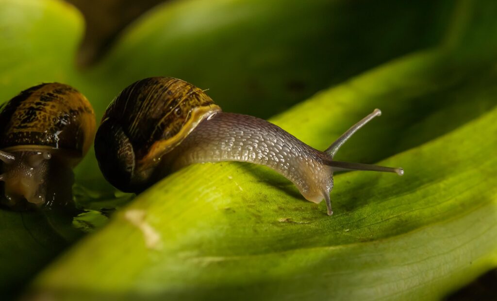 Brown garden snails on green leaf 2K wallpapers