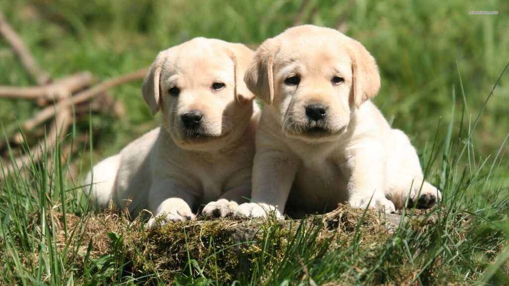 Lab Puppies Wallpapers Group