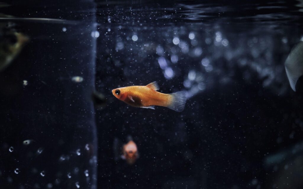 Goldfish Resolution 2K k Wallpapers, Wallpaper