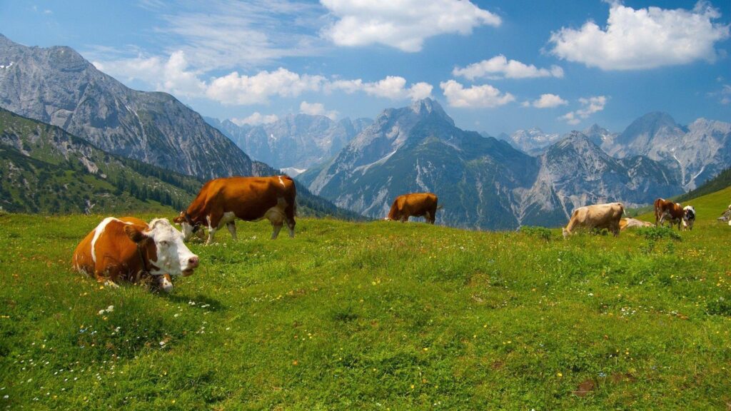 Cow Wallpapers × Cow Picture Wallpapers