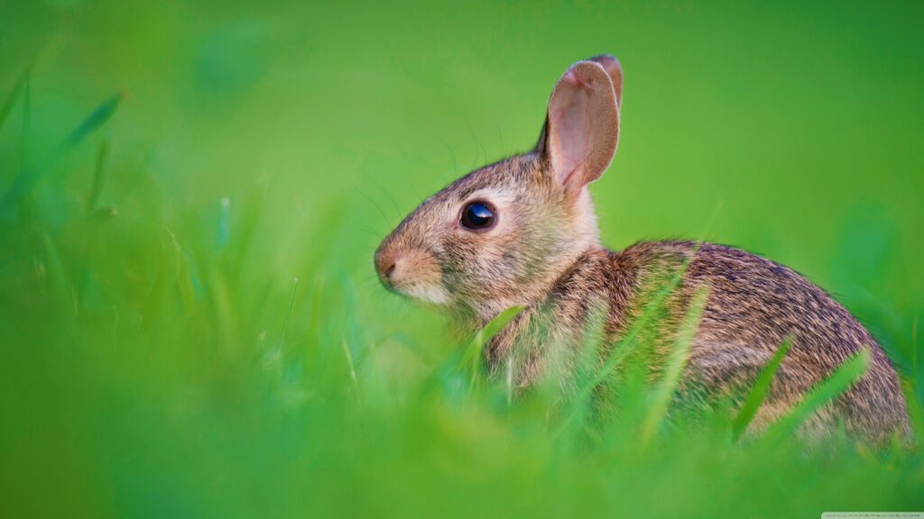 Baby Hare Ultra 2K Desk 4K Backgrounds Wallpapers for K UHD