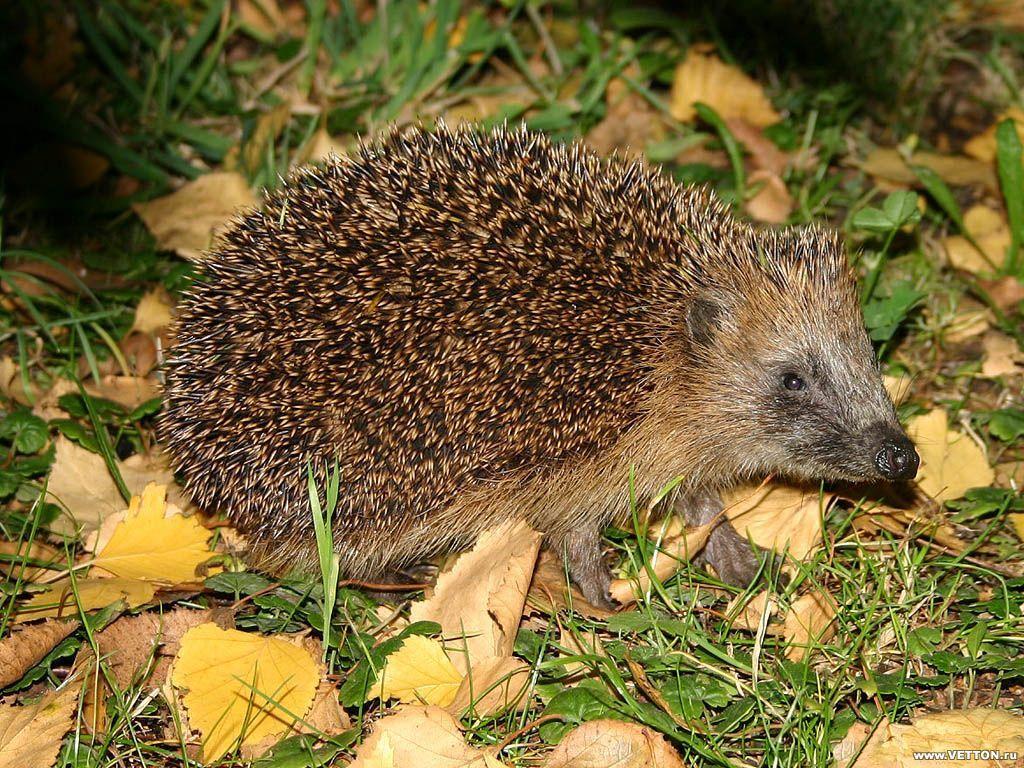 Hedgehogs wallpaper http||wallpapic|animals|hedgehogs