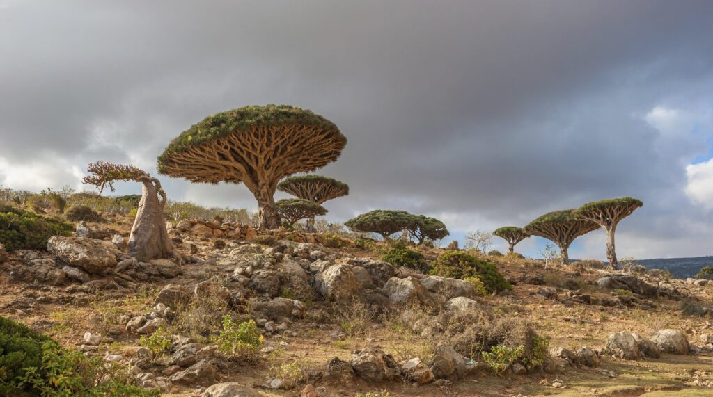 Tree Dracaena cinnabari the island of Socotra Yemen wallpapers
