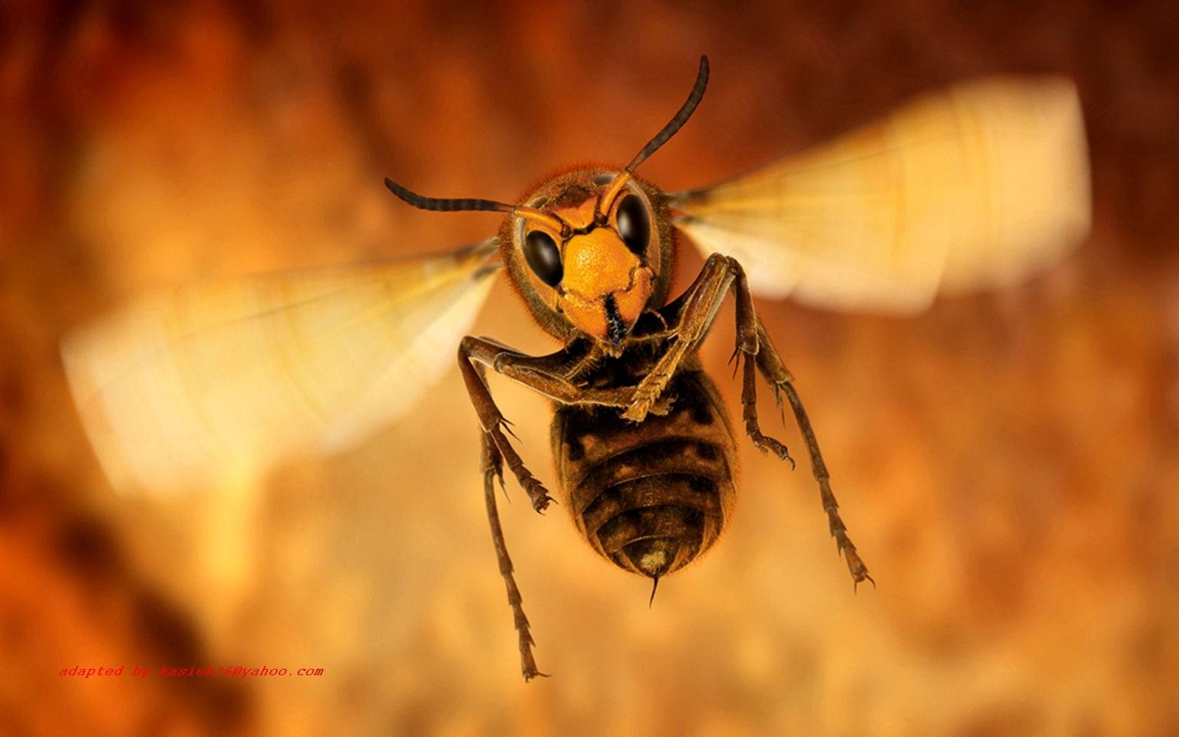 Wasp Insect Close Up 2K Wallpapers