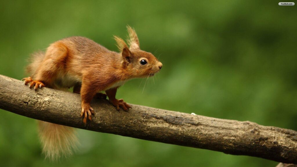 Animals For – Cute Squirrel Wallpapers Hd