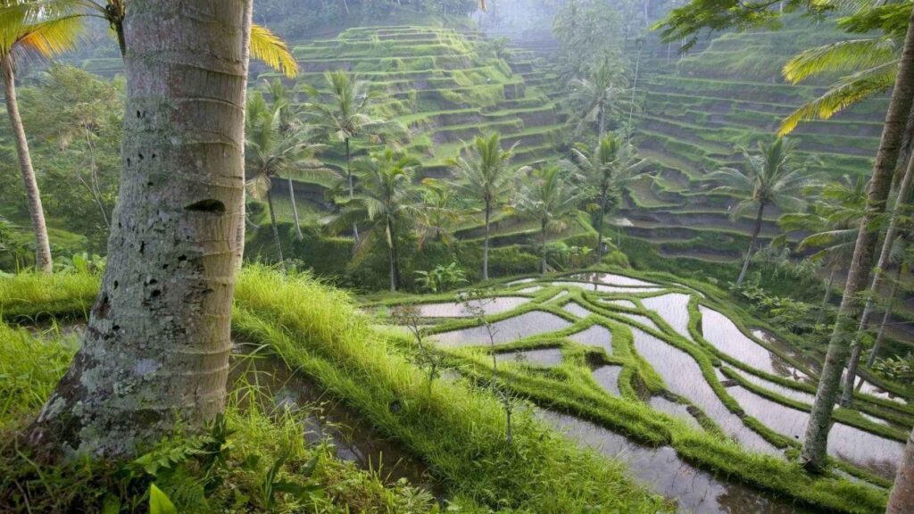 Rice Indonesia bali wallpapers