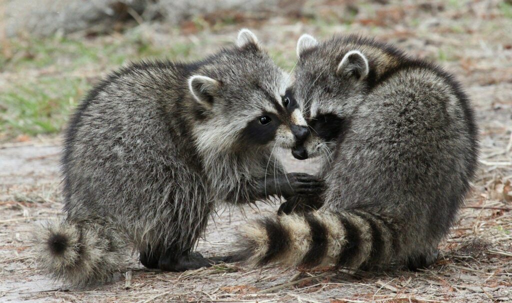 Raccoons the pair fluffy 2K wallpapers
