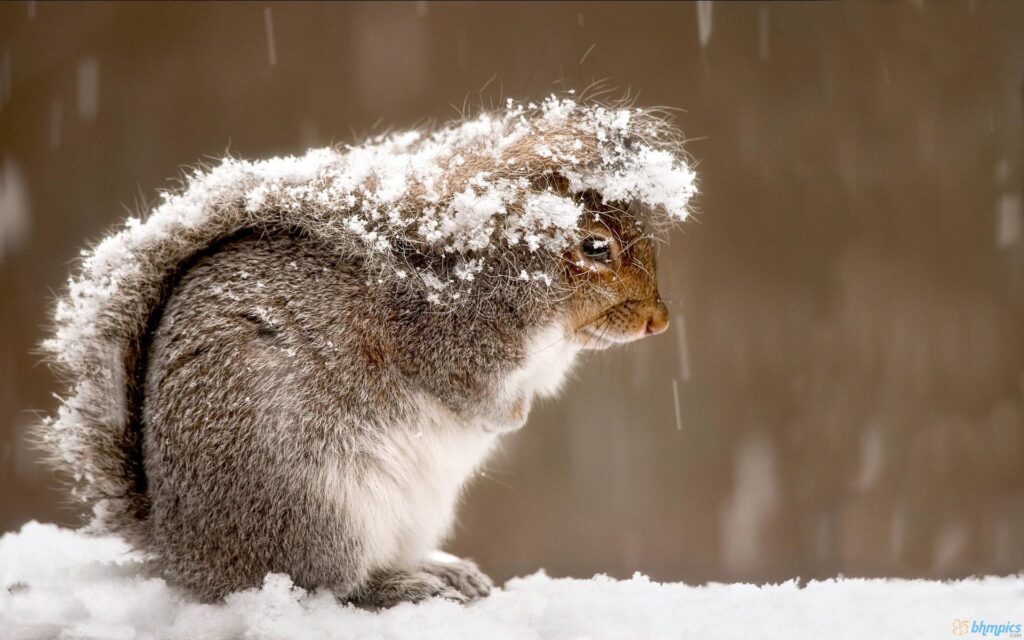 HD Cute Squirrel Eating Wallpapers