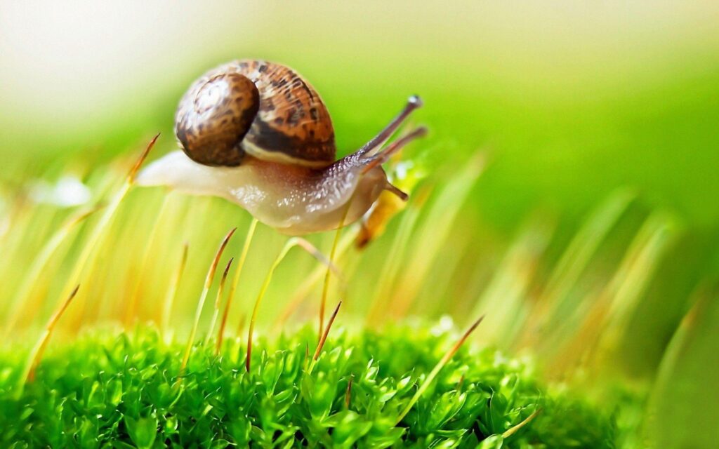Snail on the grass wallpapers and Wallpaper