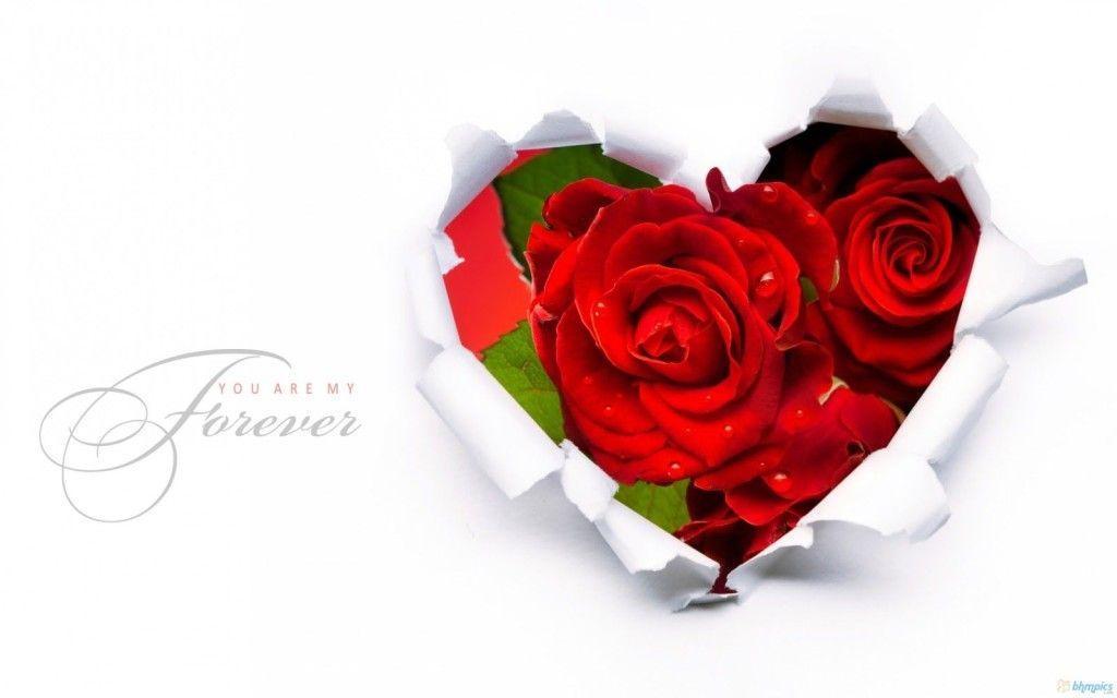 Red Roses Wallpapers 2K Wallpapers Flowers Wallpapers