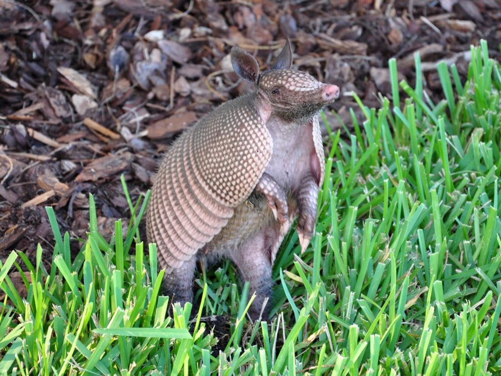 Armadillo Wallpapers