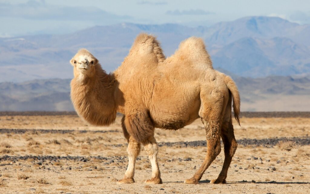 Camel 2K Wallpapers