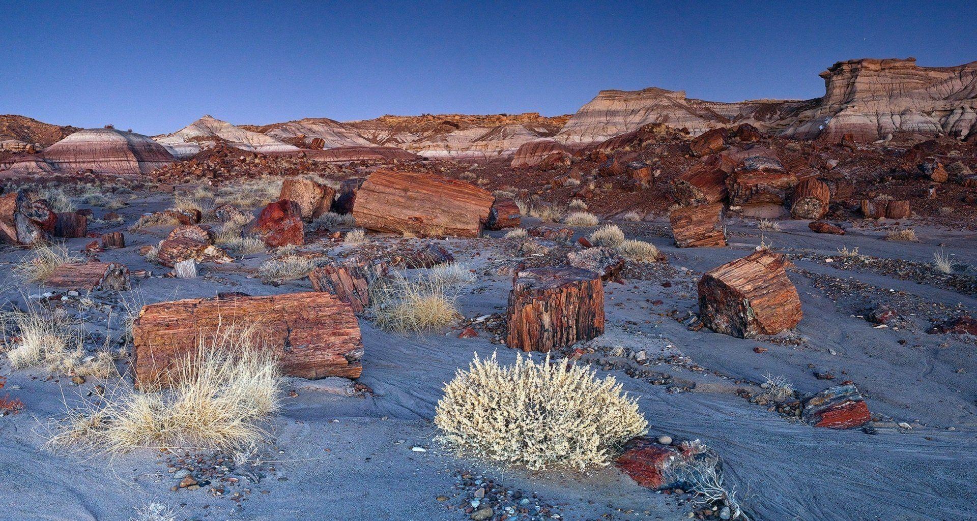 Jasper Forest in the Petrified Forest National Park USA Wallpapers