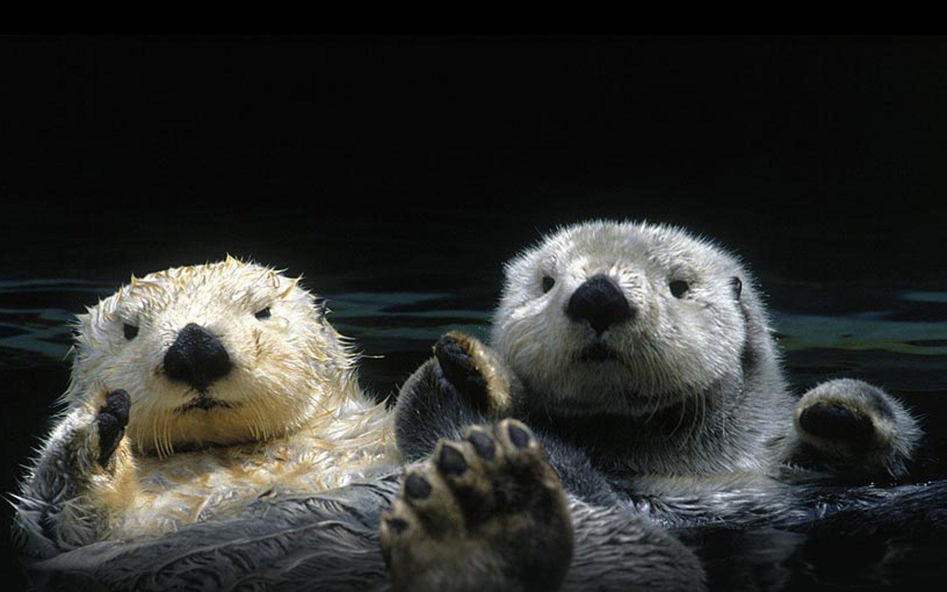 Sea Otter Wallpapers
